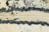 Mammoth Molar Slice With Case - South Carolina #350006-2